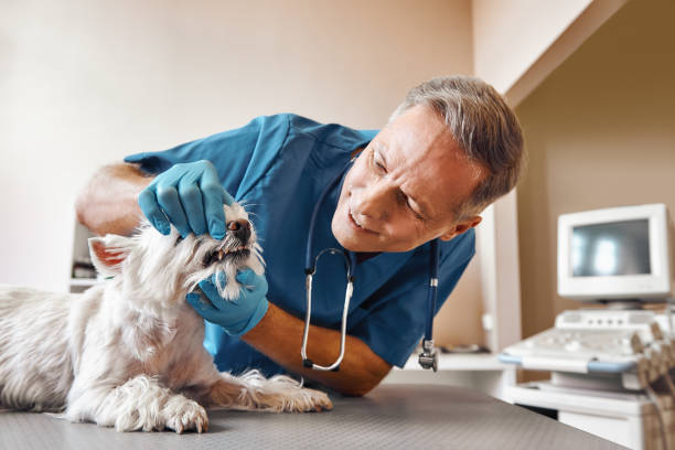 Best Emergency Tooth Extraction in Branchville, SC